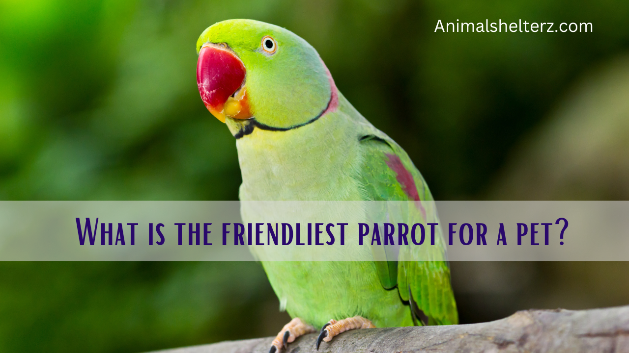 What is the friendliest parrot for a pet?