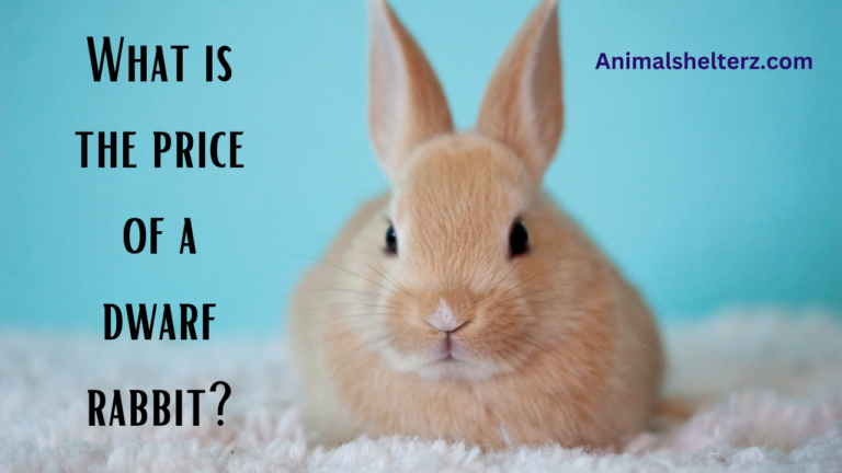 What is the price of a dwarf rabbit?