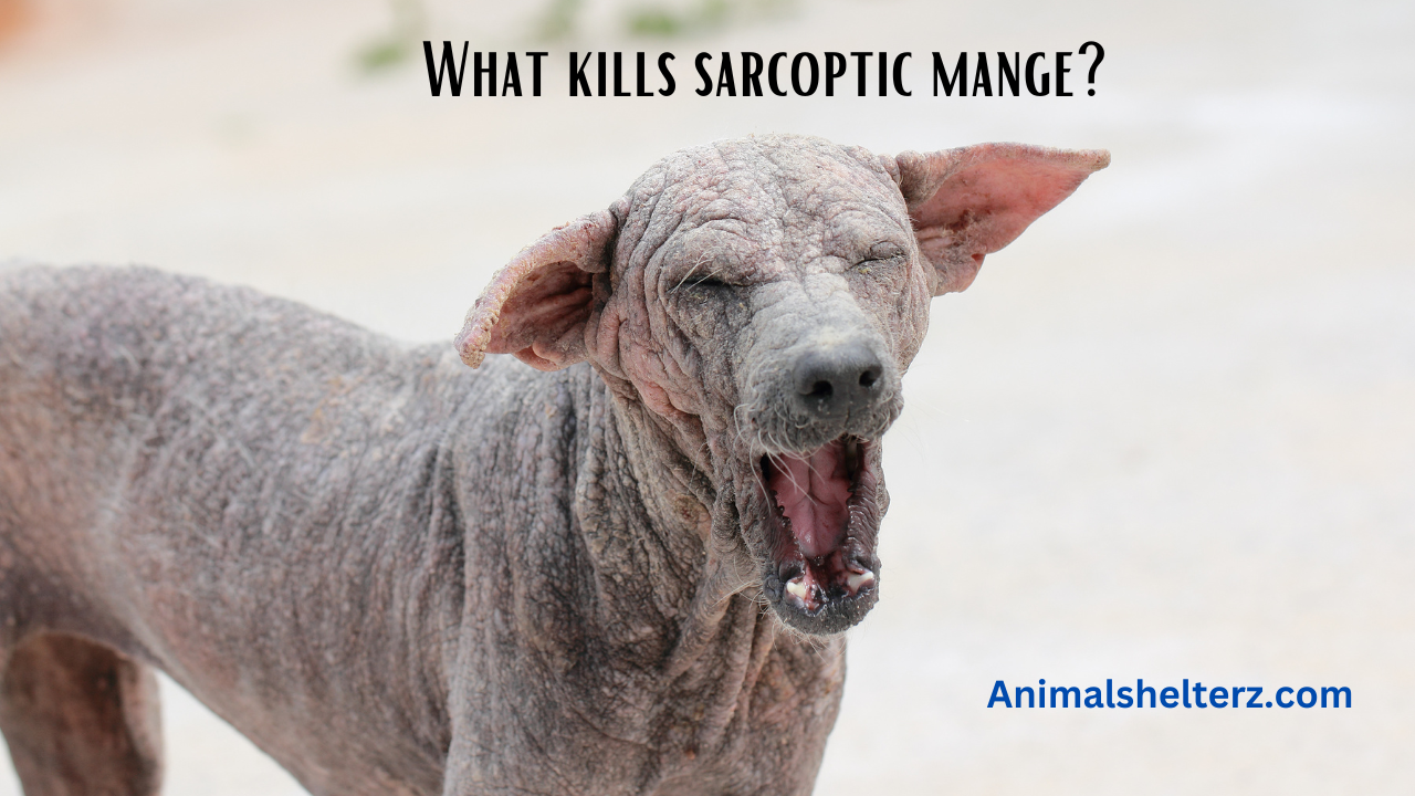 What kills sarcoptic mange?
