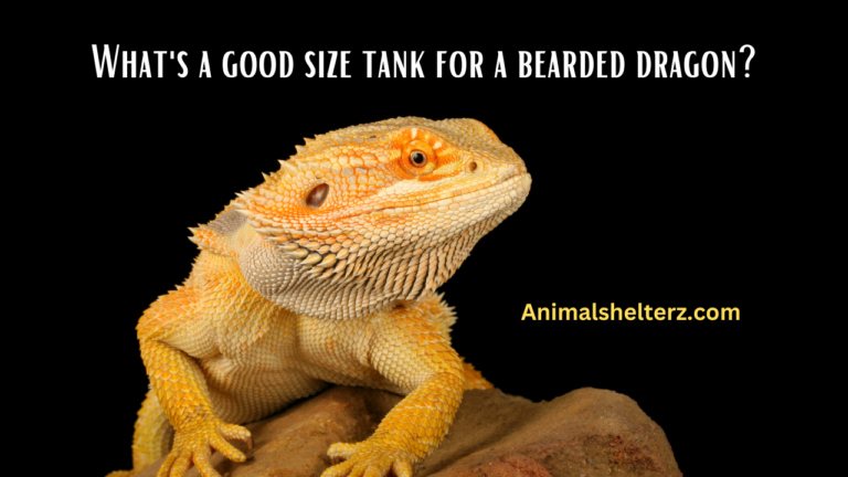 What’s a good size tank for a bearded dragon?