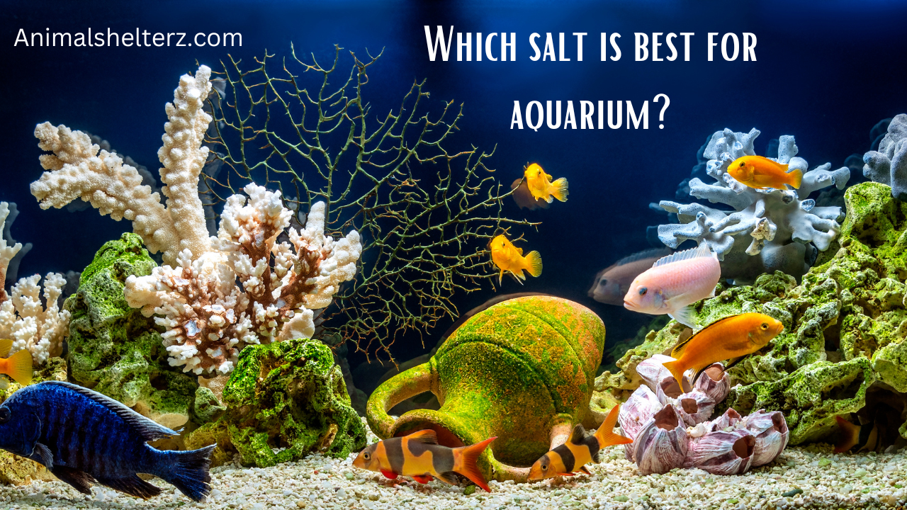 Which salt is best for aquarium?