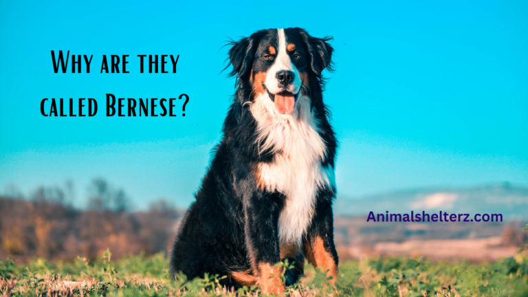 Why are they called Bernese?