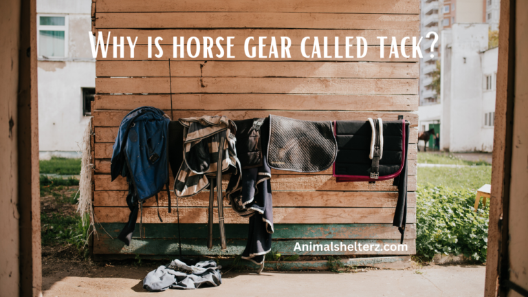 Why is horse gear called tack?