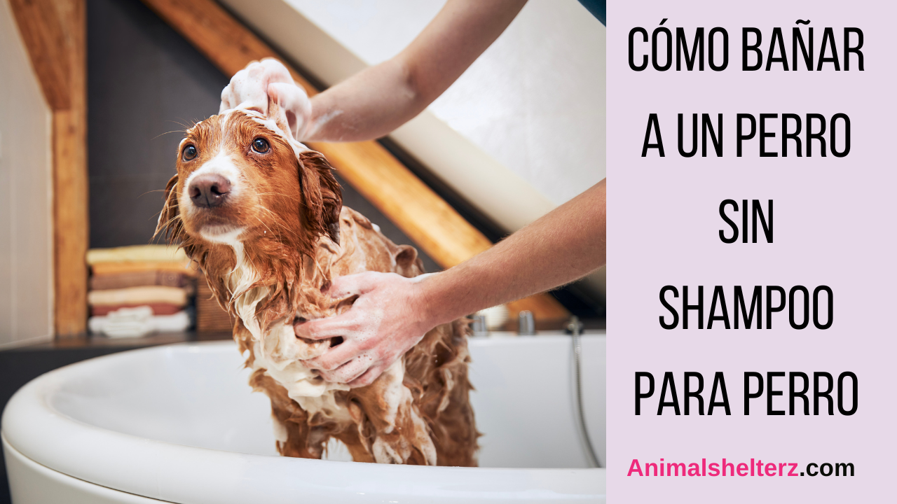 Cómo bañar a un perro sin shampoo para perro