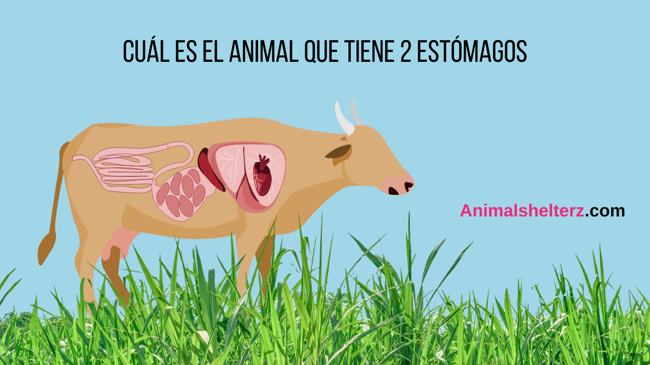 Cuál es el animal que tiene 2 estómagos