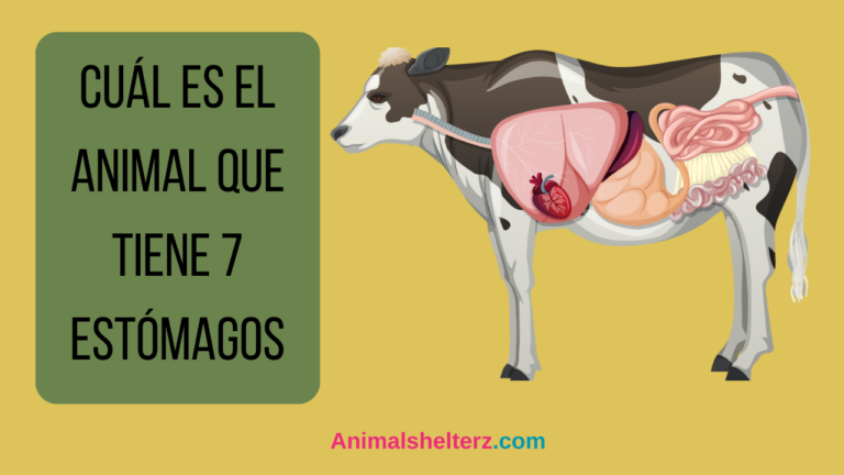 ¿Cuál es el animal que tiene 7 estómagos?