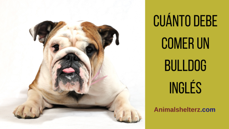 ¿Cuánto debe comer un Bulldog Inglés?