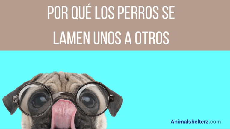 ¿Por qué los perros se lamen unos a otros?