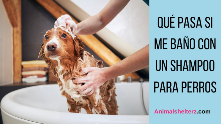 ¿Qué pasa si me baño con un shampoo para perros?