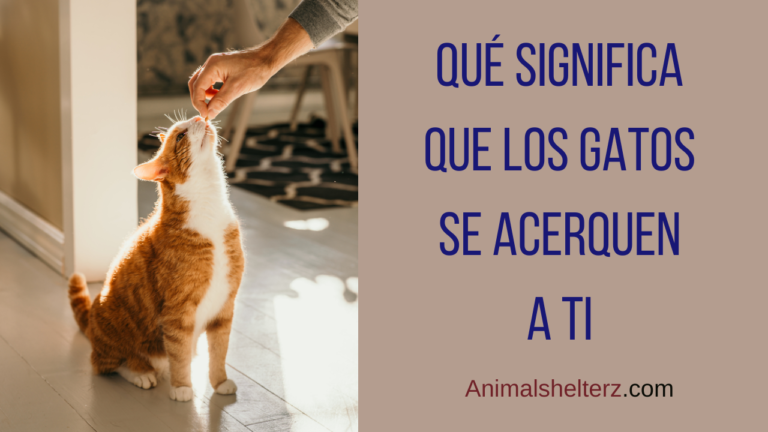 ¿Qué significa que los gatos se acerquen a ti?