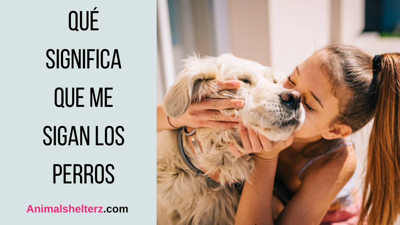 Qué significa que me sigan los perros