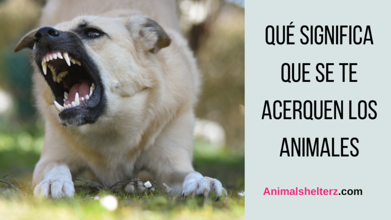 ¿Qué significa que se te acerquen los animales?