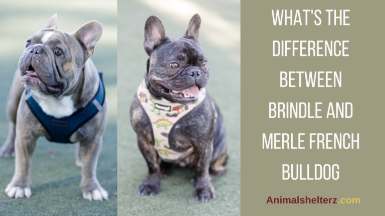 What’s the difference between Brindle and Merle French bulldog?