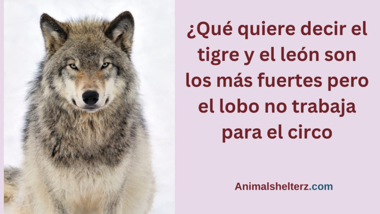 ¿Qué quiere decir el tigre y el león son los más fuertes pero el lobo no trabaja para el circo?