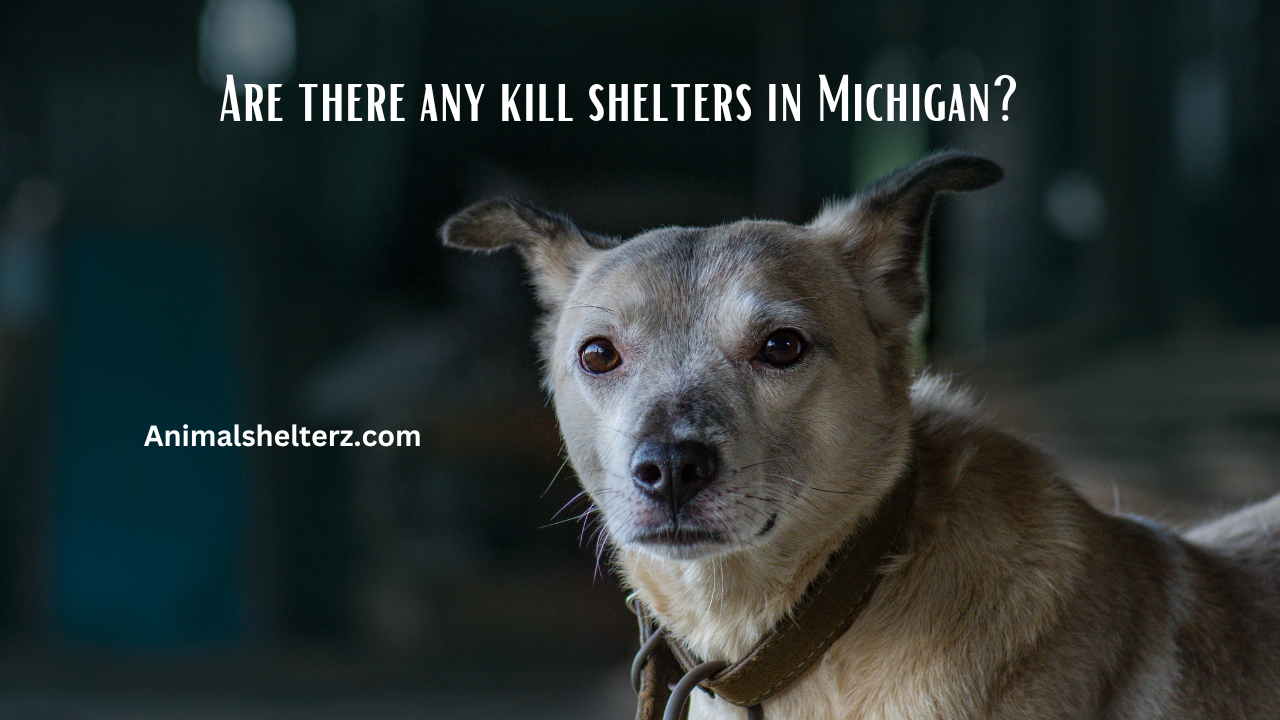 Are there any kill shelters in Michigan?