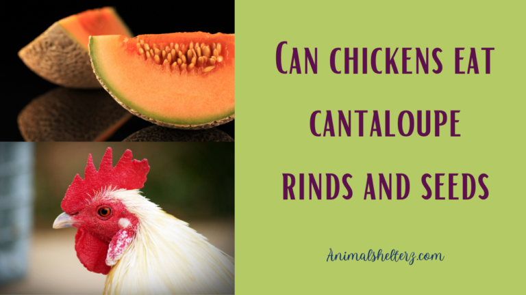 Can chickens eat cantaloupe rinds and seeds?