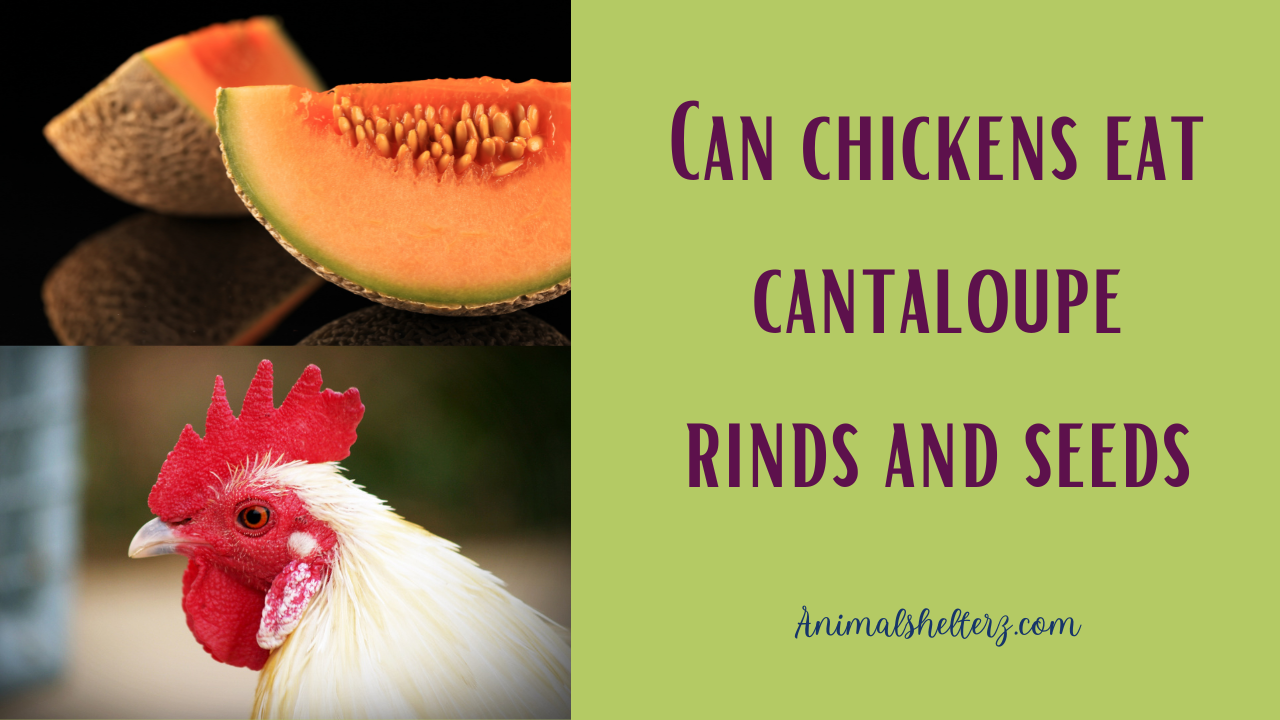 Can chickens eat cantaloupe rinds and seeds