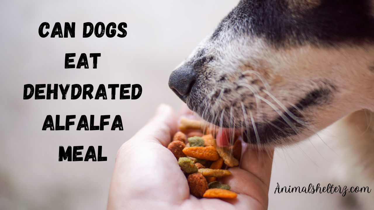 Can dogs eat dehydrated alfalfa meals