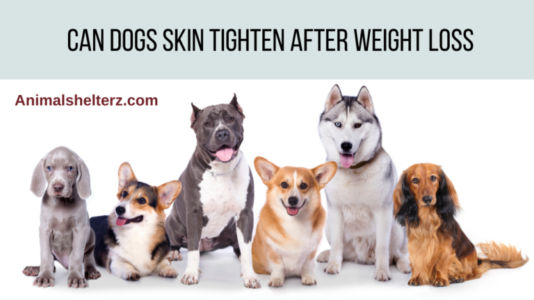 Can dogs skin tighten after weight loss?