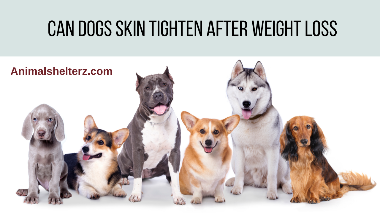 Can dogs skin tighten after weight loss
