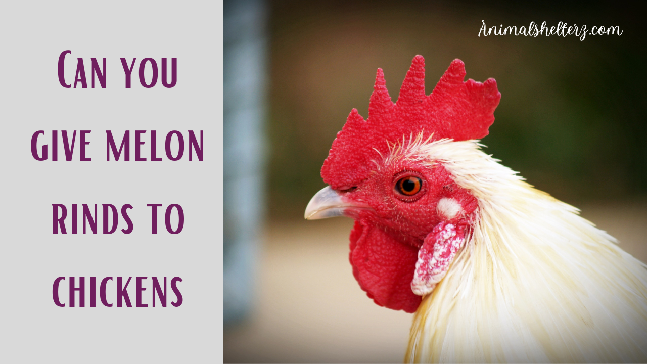 Can you give melon rinds to chickens