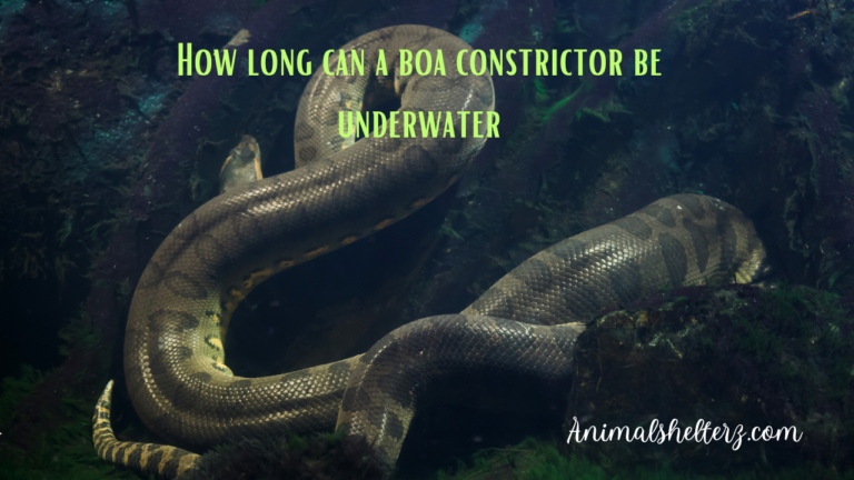 How long can a boa constrictor be underwater?
