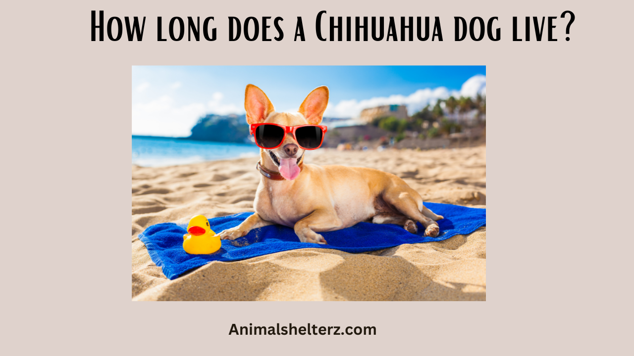 How long does a Chihuahua dog live?
