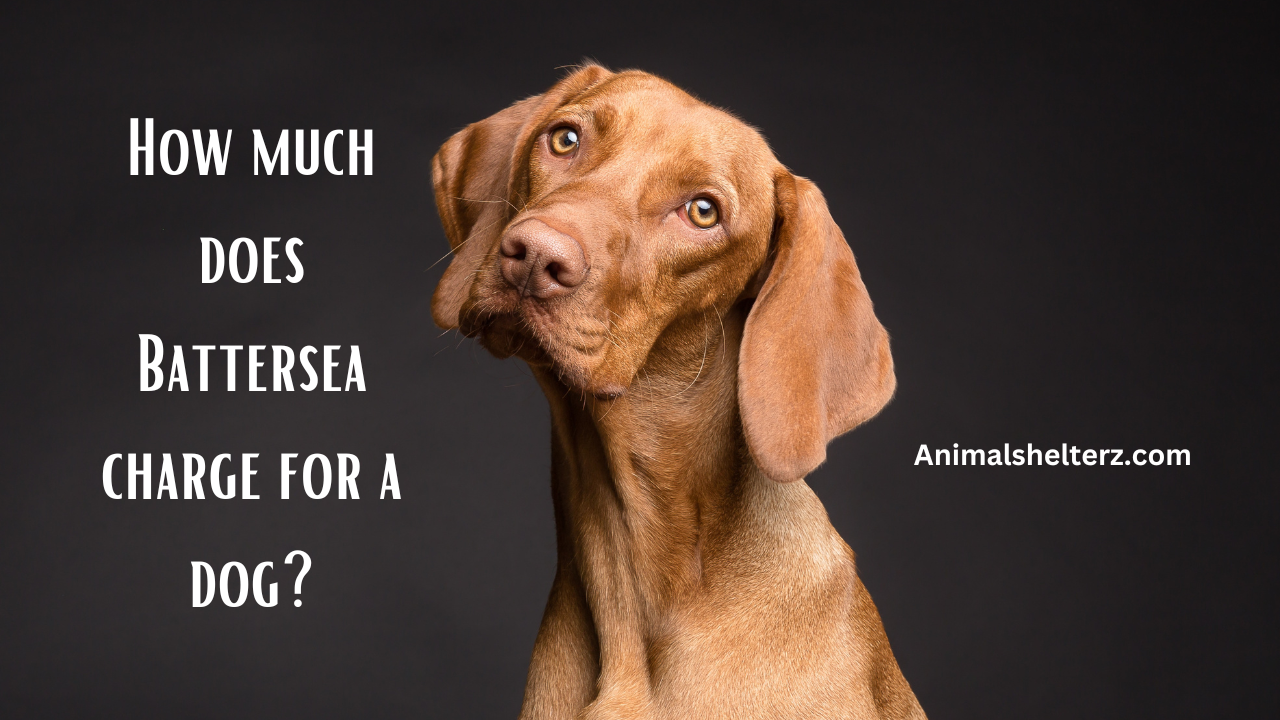 How much does Battersea charge for a dog?