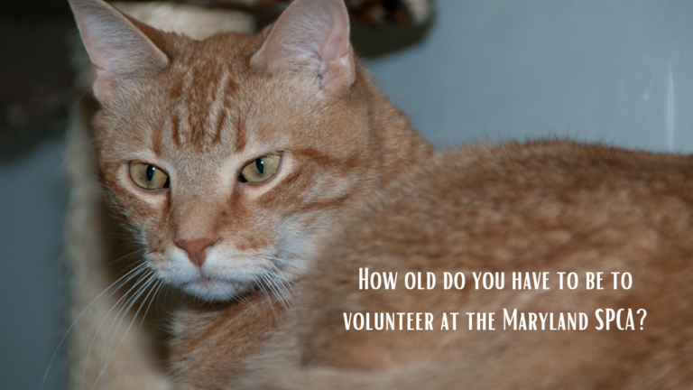 How old do you have to be to volunteer at the Maryland SPCA?