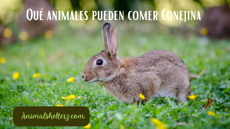 ¿Qué animales pueden comer Conejina?