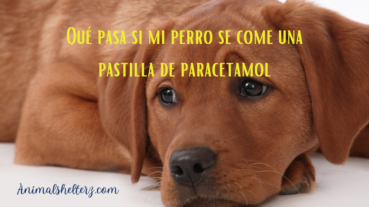 ¿Qué pasa si mi perro se come una pastilla de paracetamol?