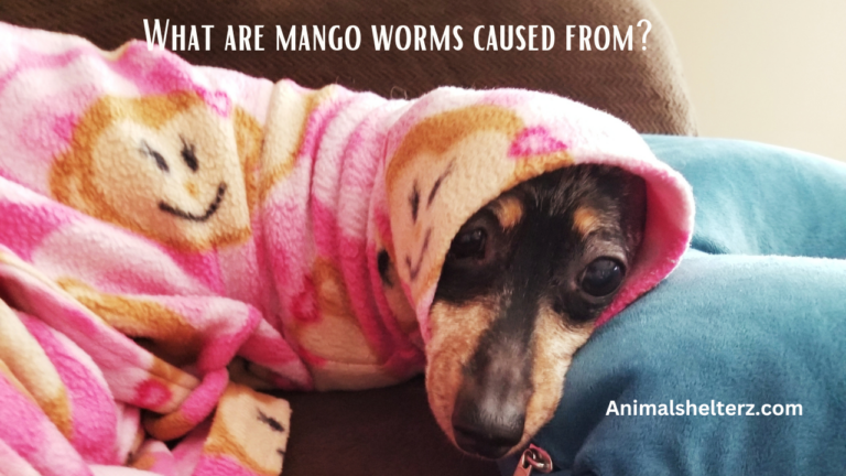 What are mango worms caused from?