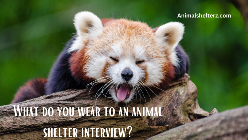What do you wear to an animal shelter interview?