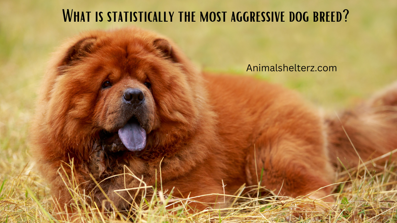 What is statistically the most aggressive dog breed?