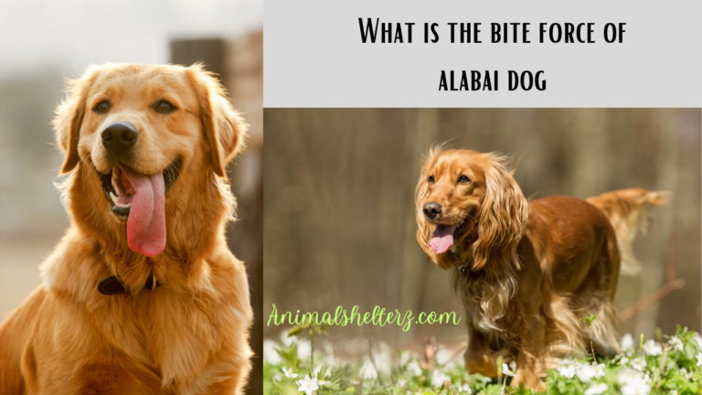 What is the bite force of alabai dog?