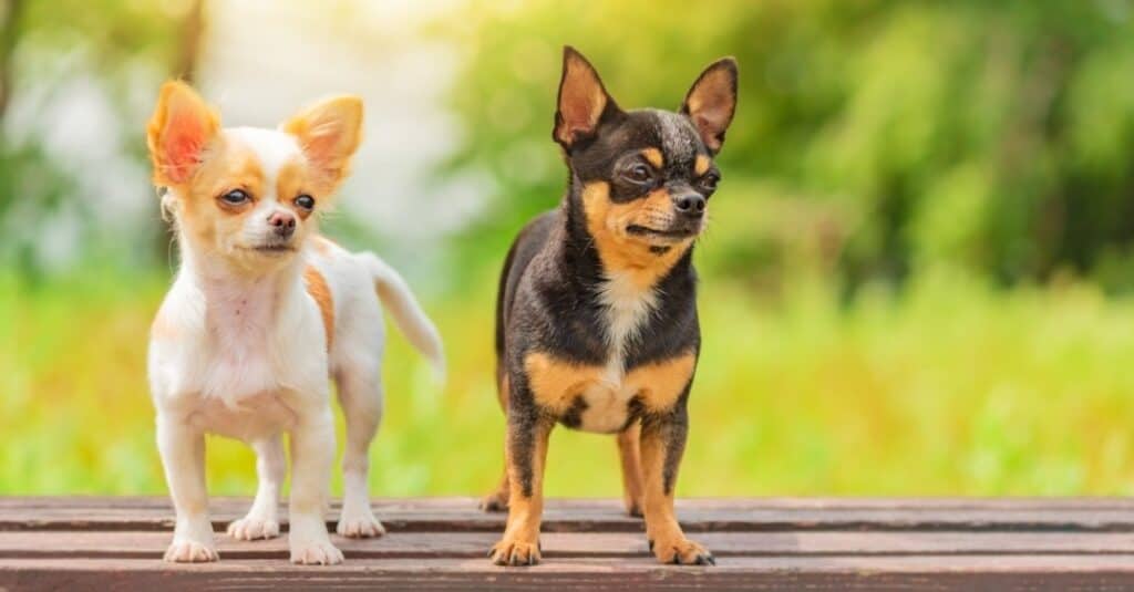 Why do Chihuahuas live longer?