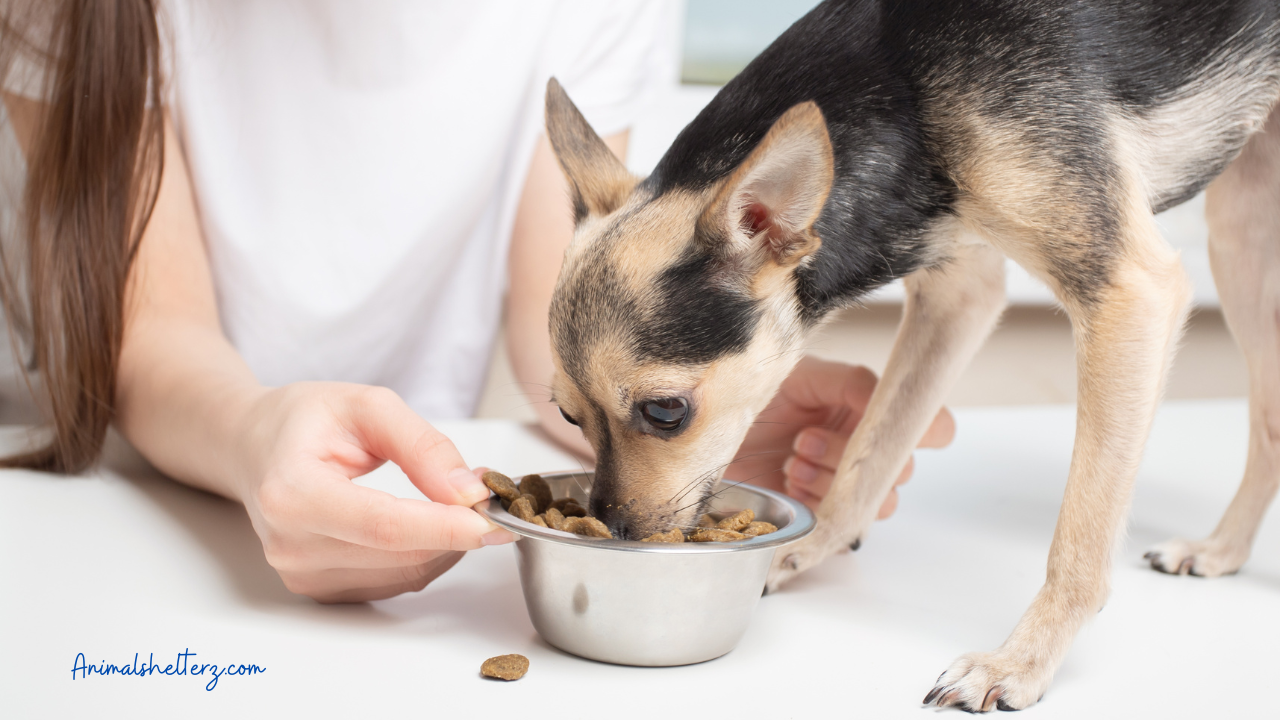 How Much To Feed A Dog