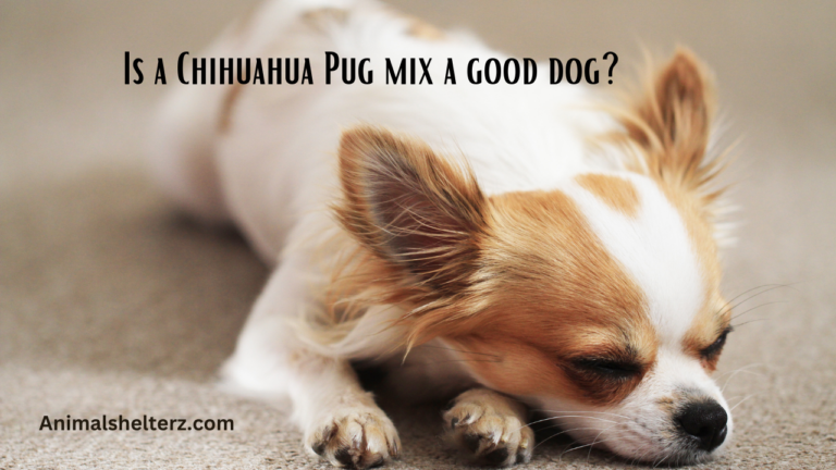 Is a Chihuahua Pug mix a good dog?